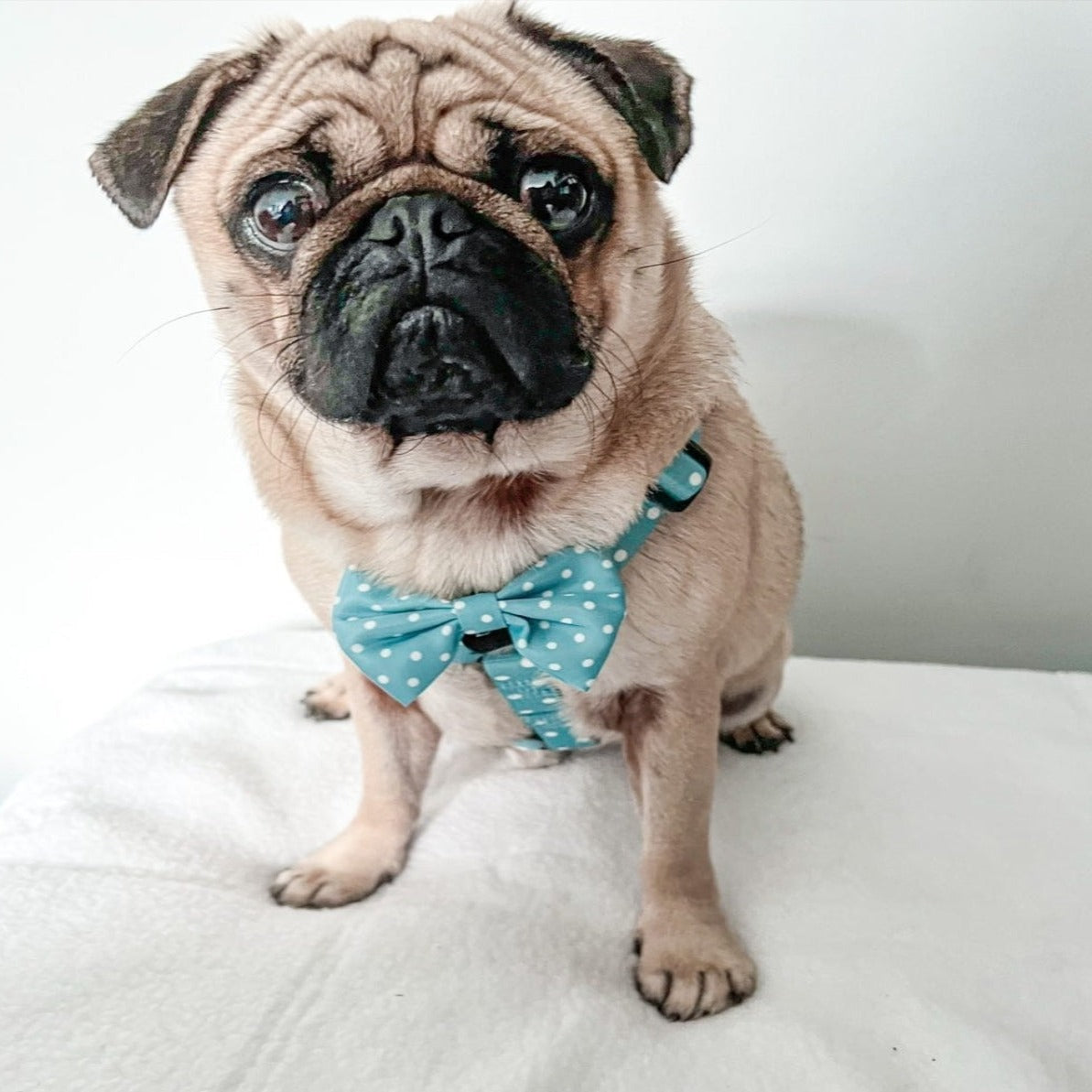 Strap Harness - Oh My Polka Dots
