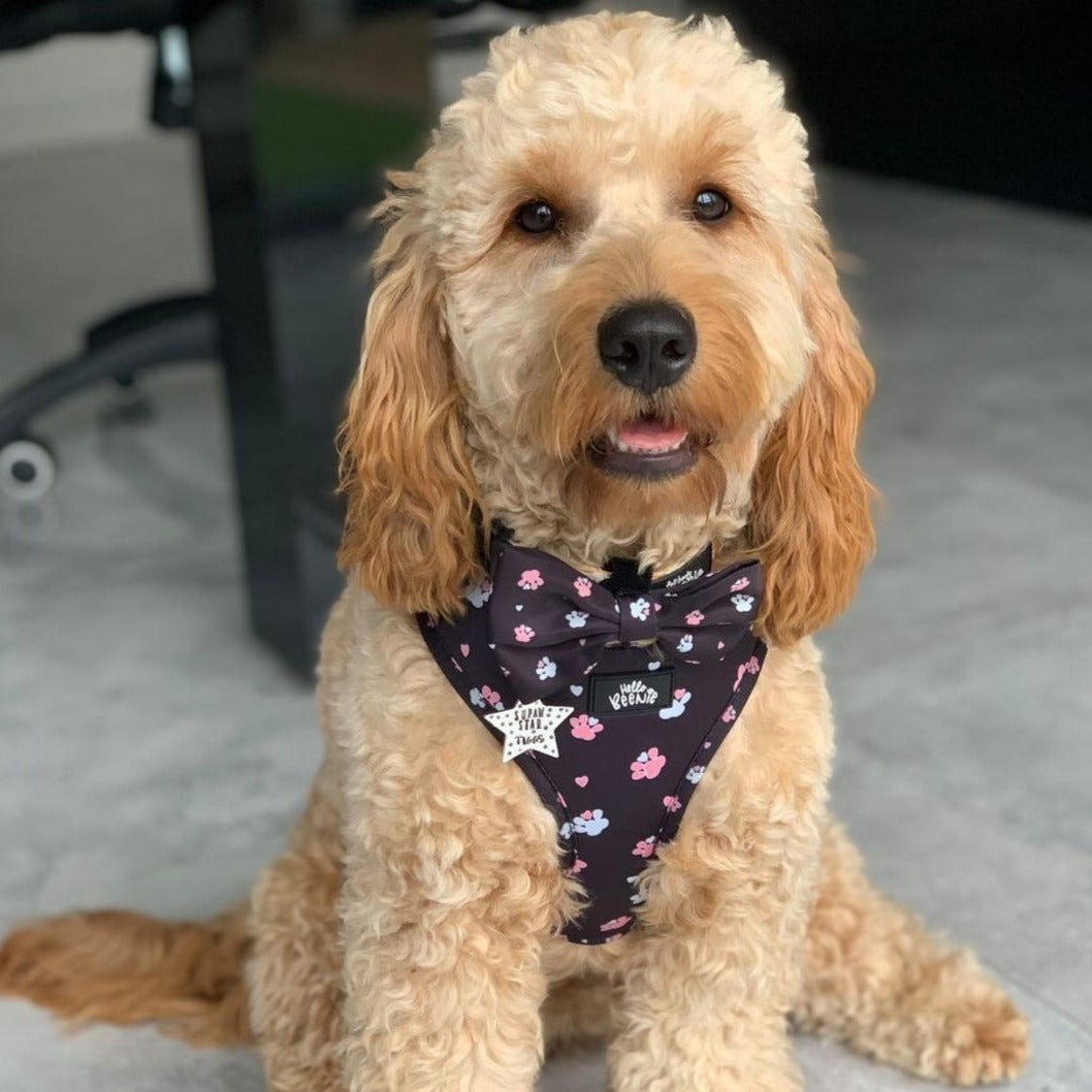 Bow - Hello Beenie Paw
