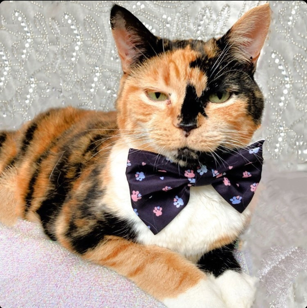 Bow - Hello Beenie Paw