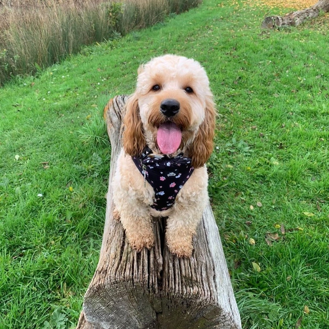 Adjustable Harness - Hello Beenie Paw