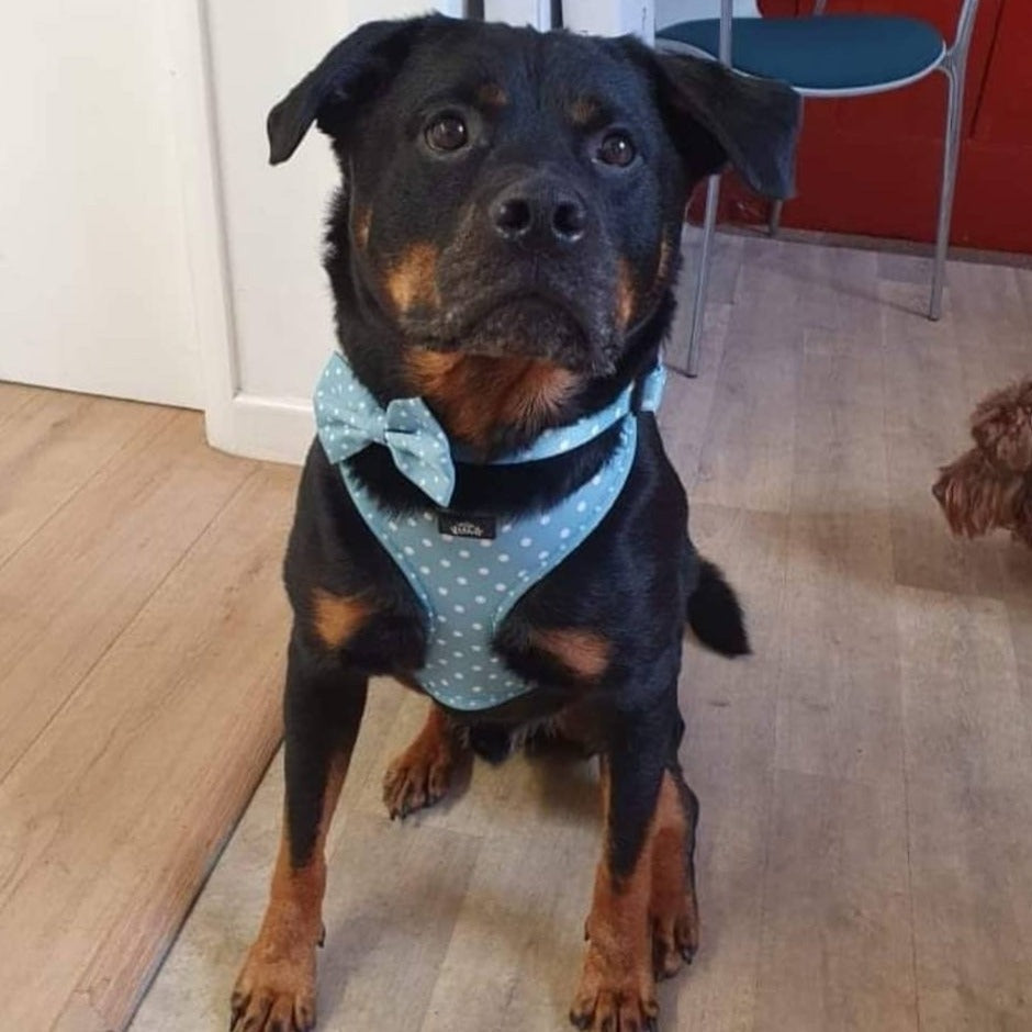 Adjustable Harness - Oh My Polka Dots