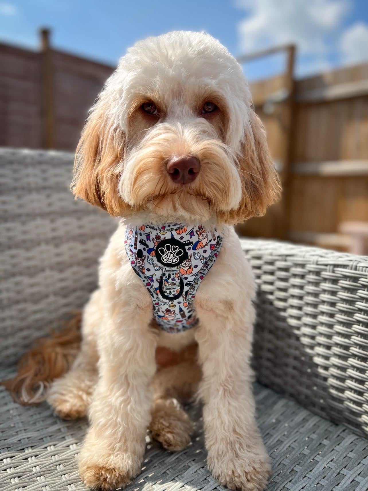 Adjustable Harness - Royal Paws Of London