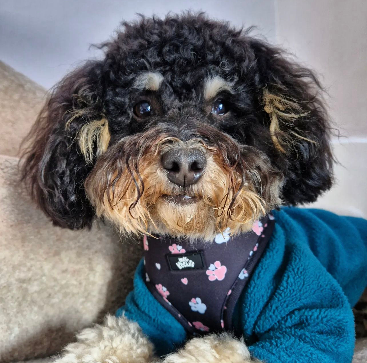 Adjustable Harness - Hello Beenie Paw
