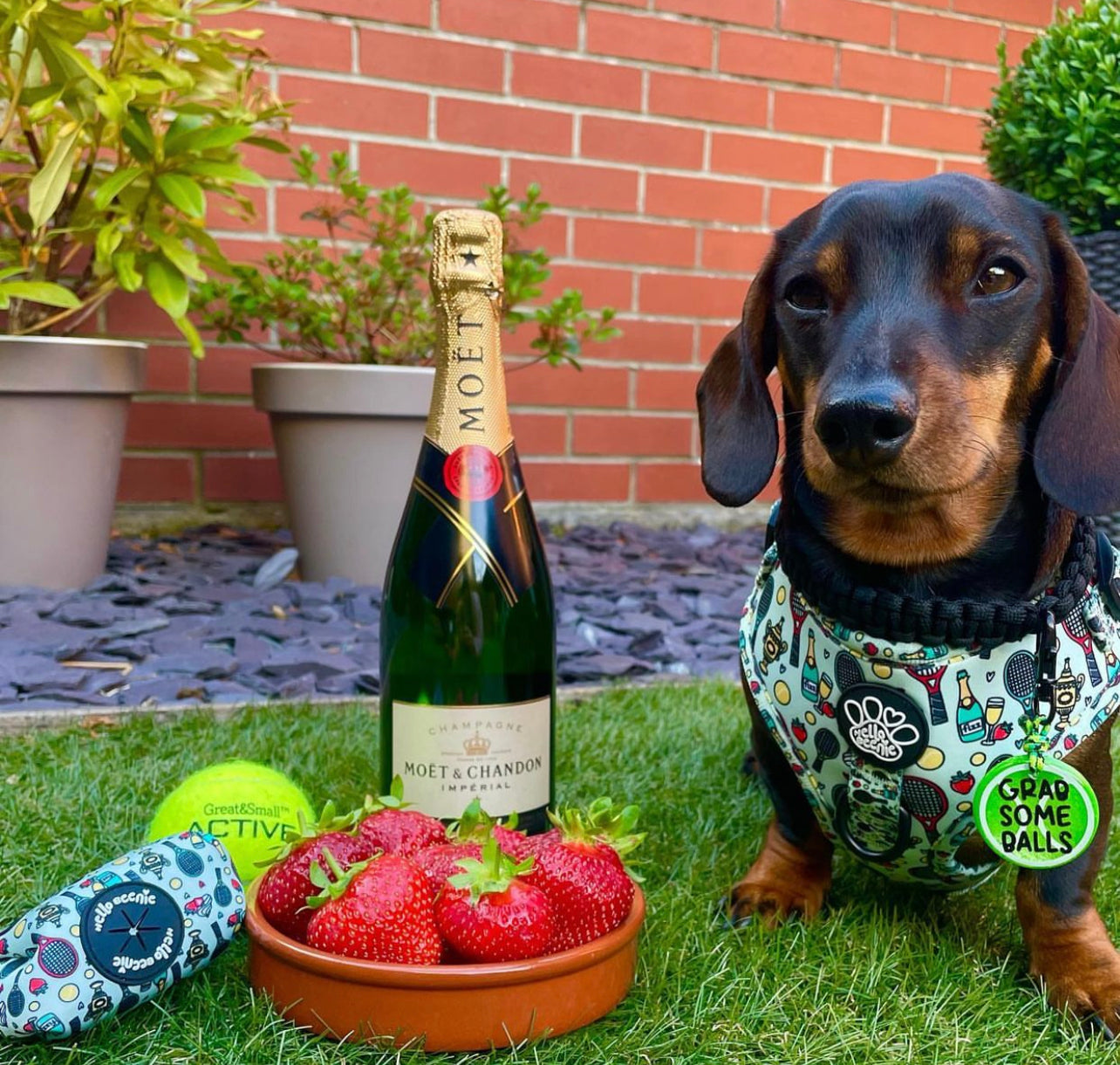 Adjustable Harness - Wimbledog
