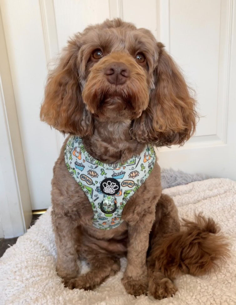 Adjustable Harness - Pawsitivity