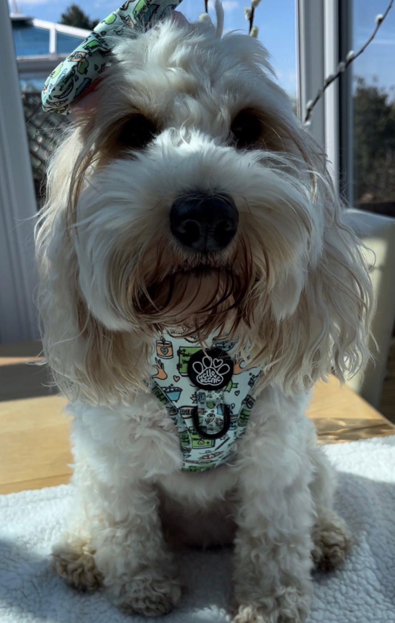 Adjustable Harness - Pawsitivity