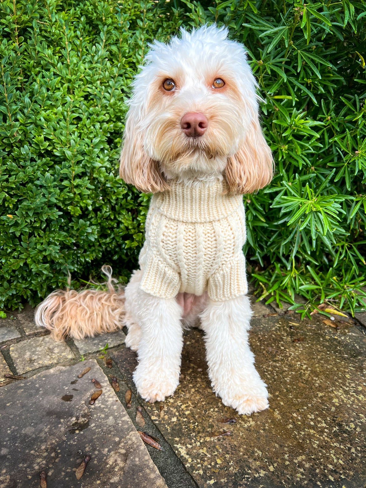 The Cosy Collection - Vanilla Milkshake Knit