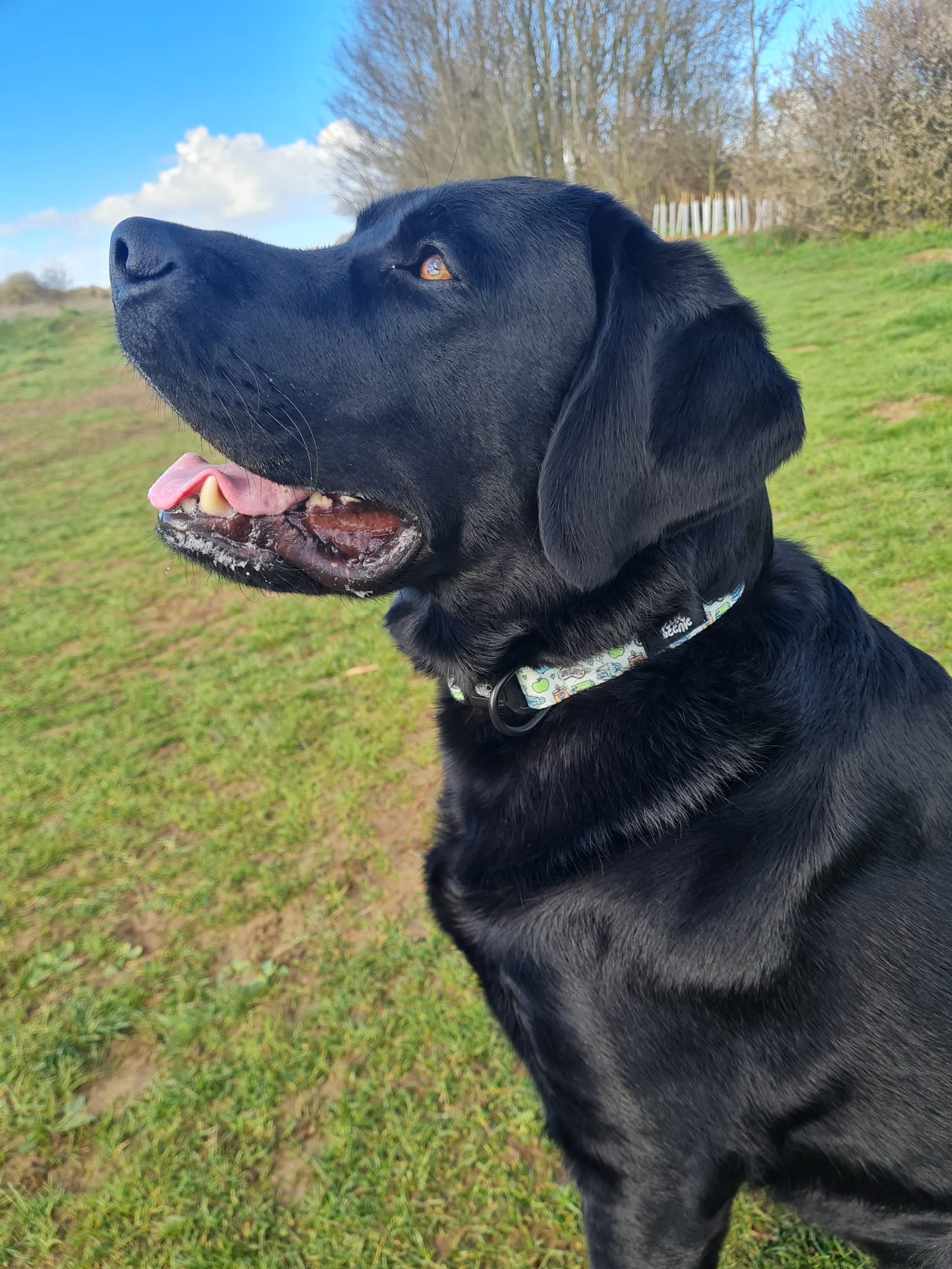 Collar - Pawsitivity