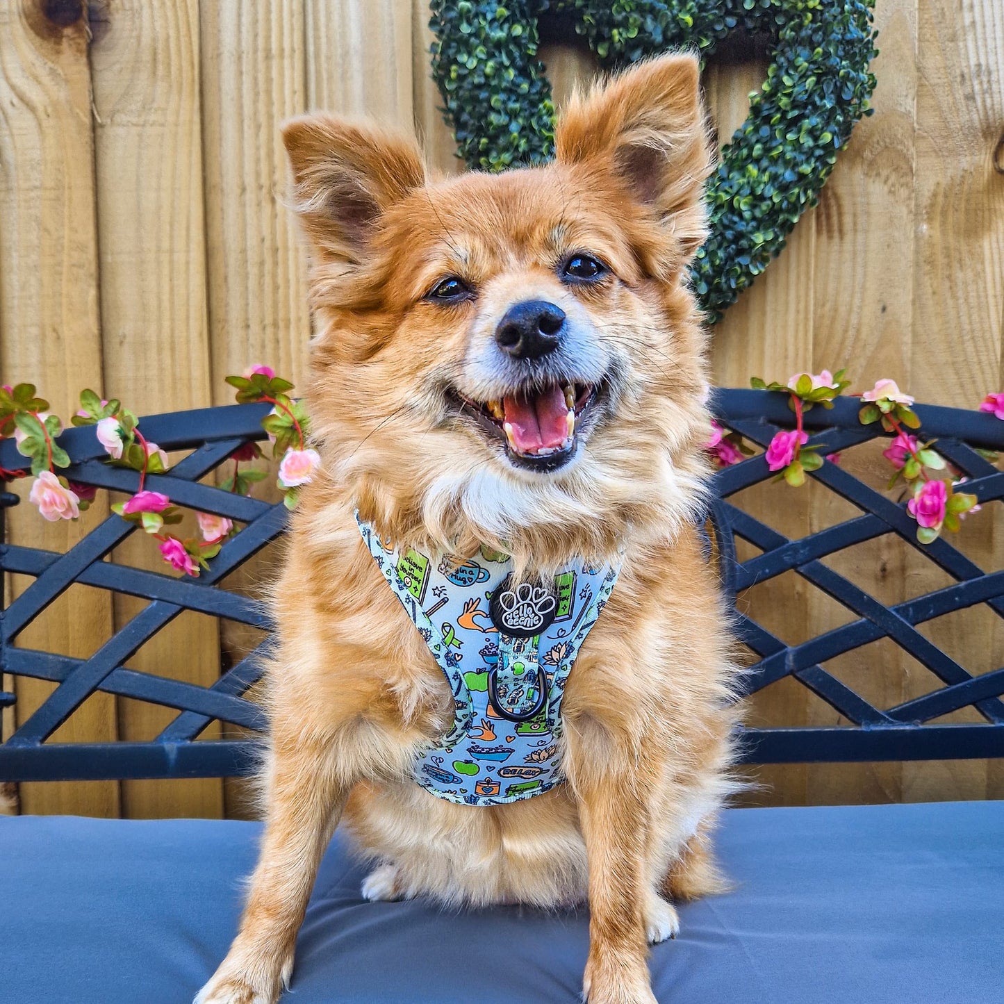 Adjustable Harness - Pawsitivity