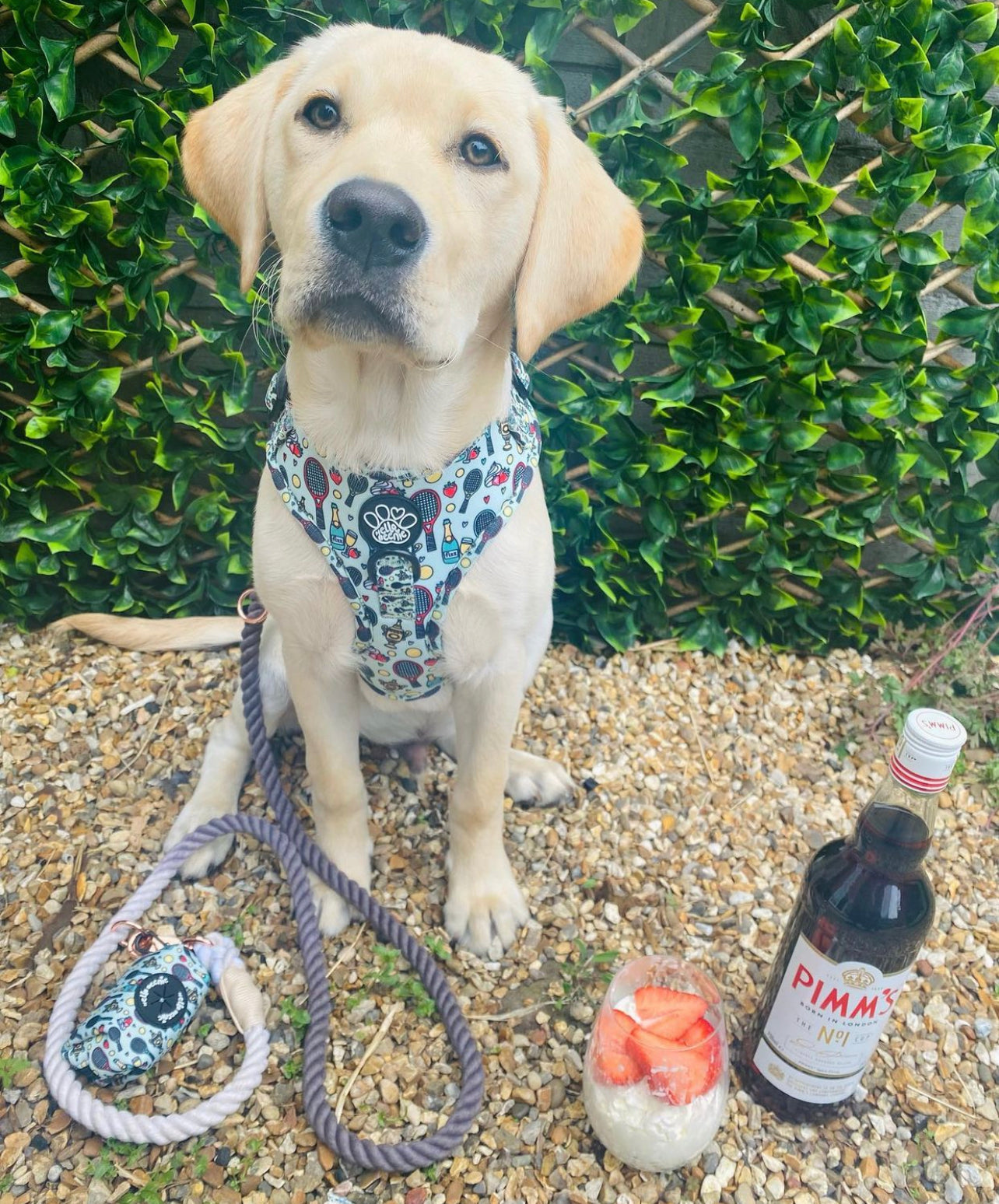 Adjustable Harness - Wimbledog