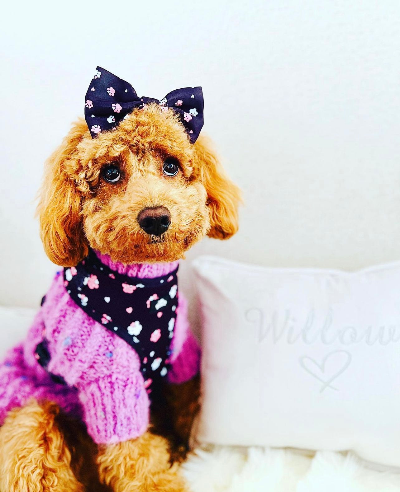 Adjustable Harness - Hello Beenie Paw