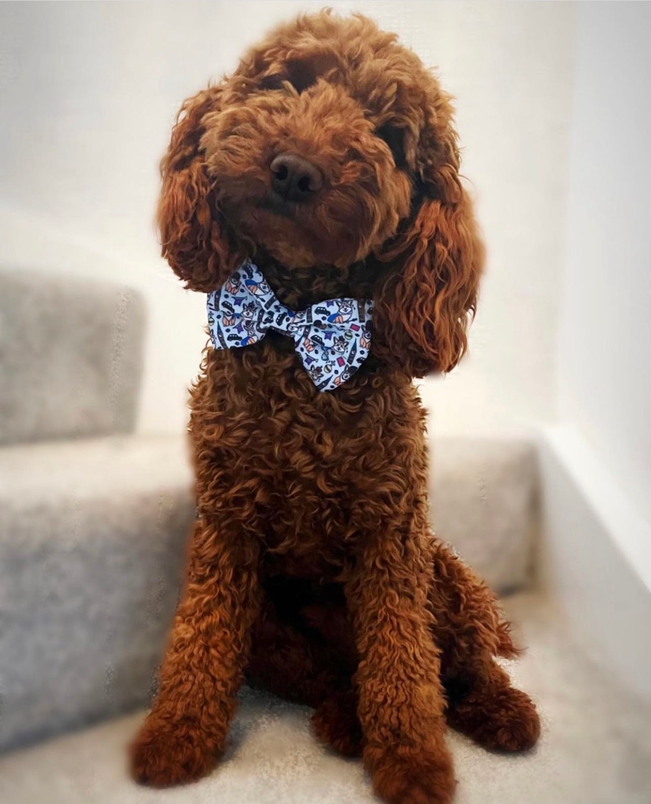 Bow - Royal Paws Of London
