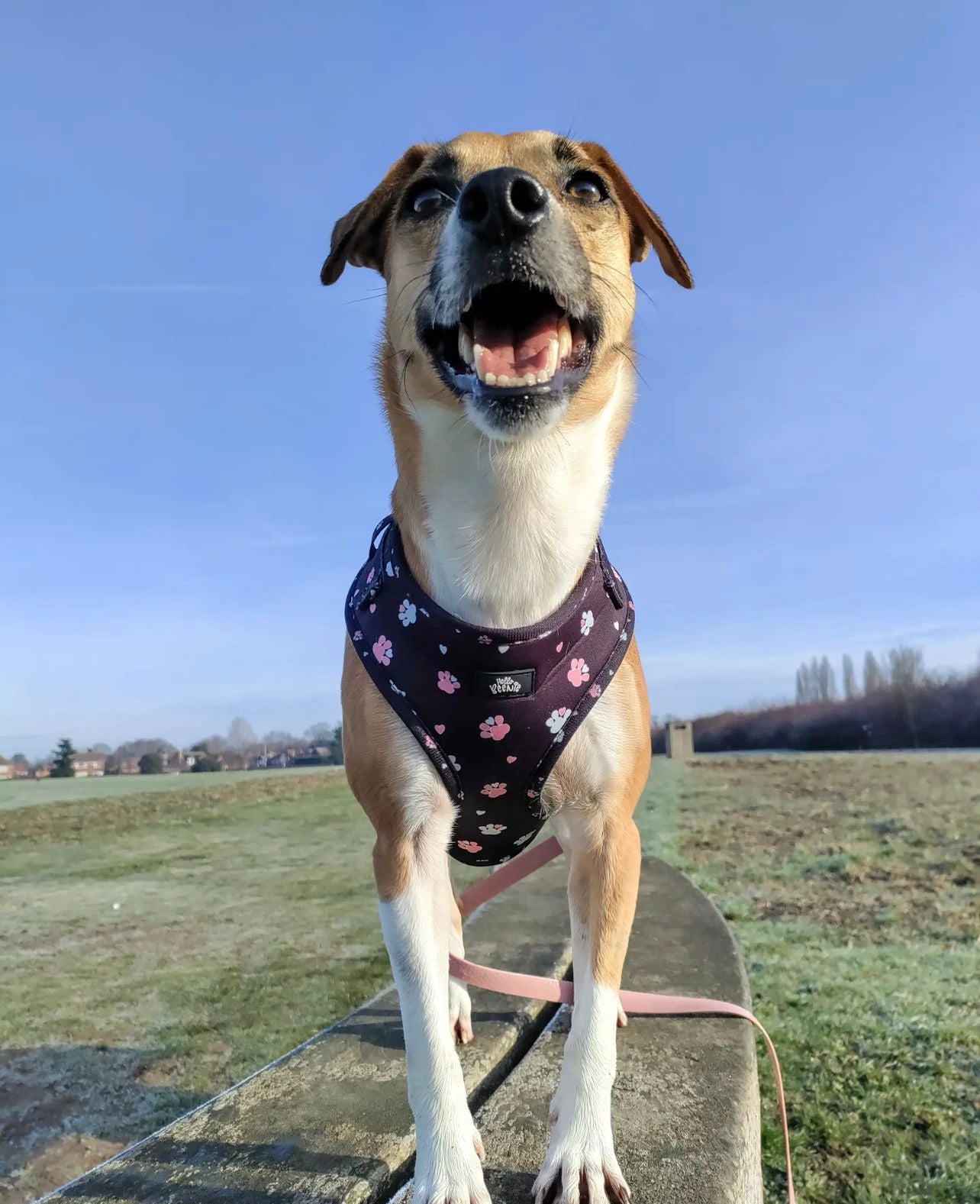 Adjustable Harness - Hello Beenie Paw