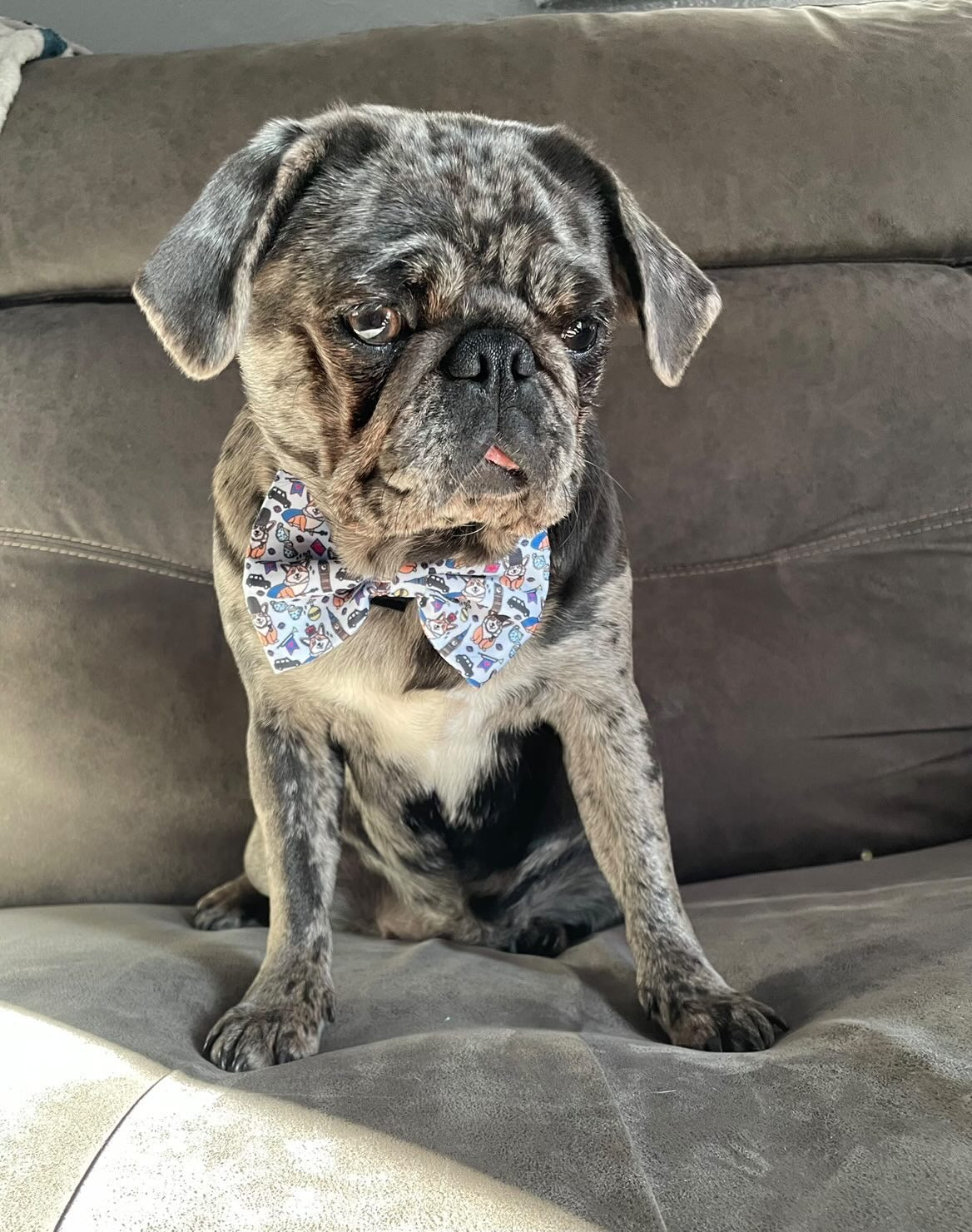 Bow - Royal Paws Of London