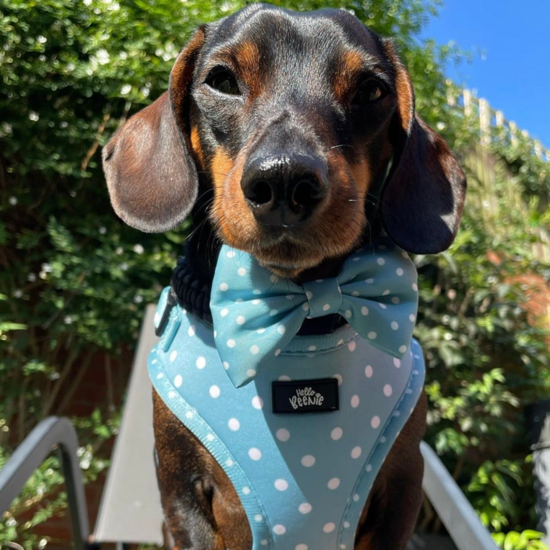 Adjustable Harness - Oh My Polka Dots