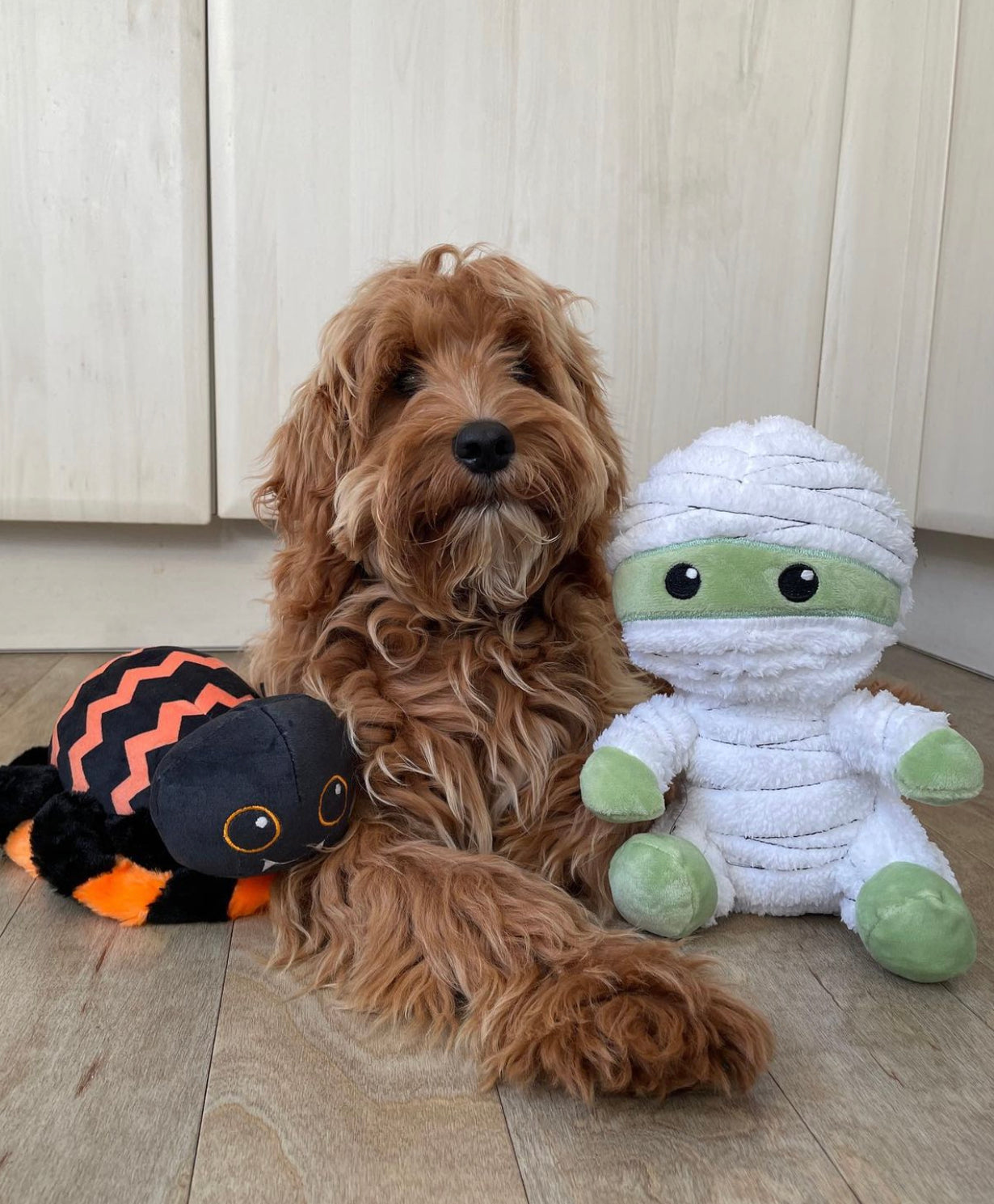 Halloween - Fuzzyard- Creepers Spider