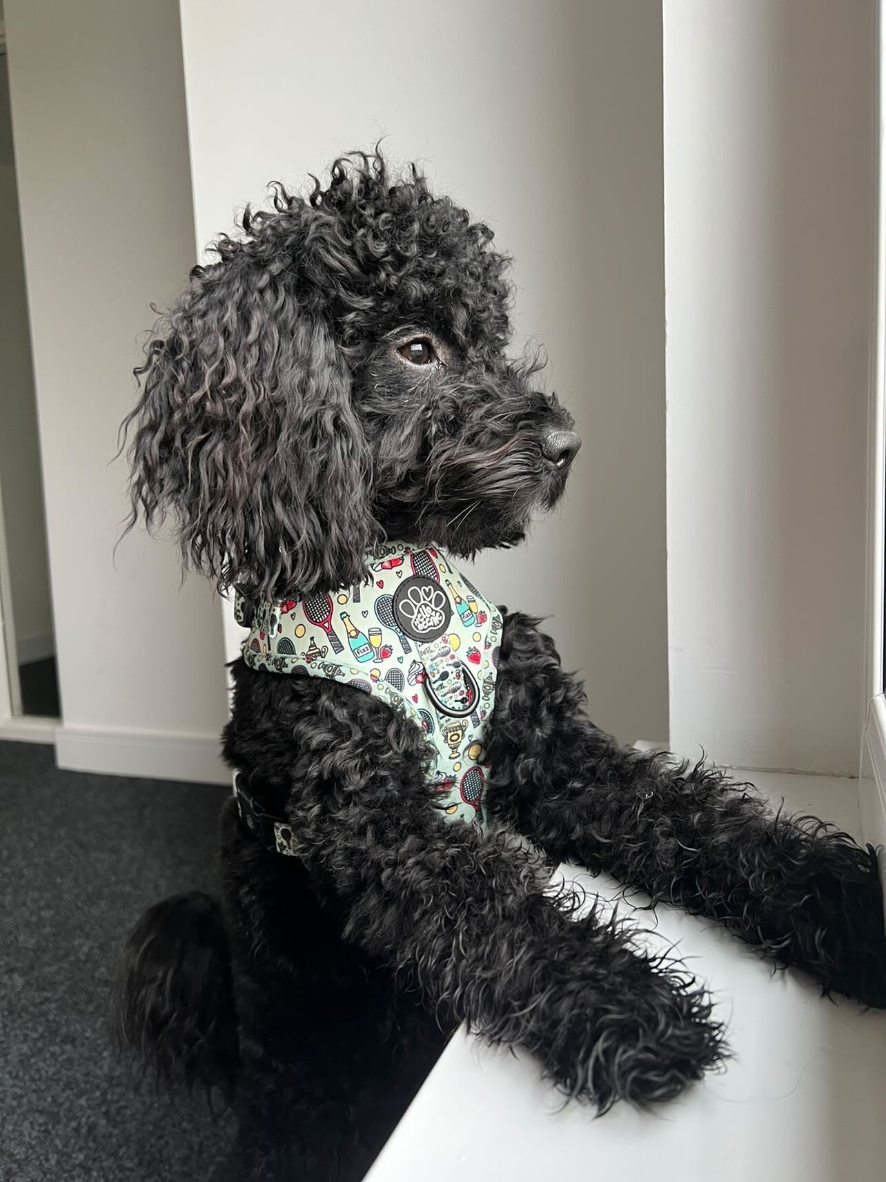 Adjustable Harness - Wimbledog