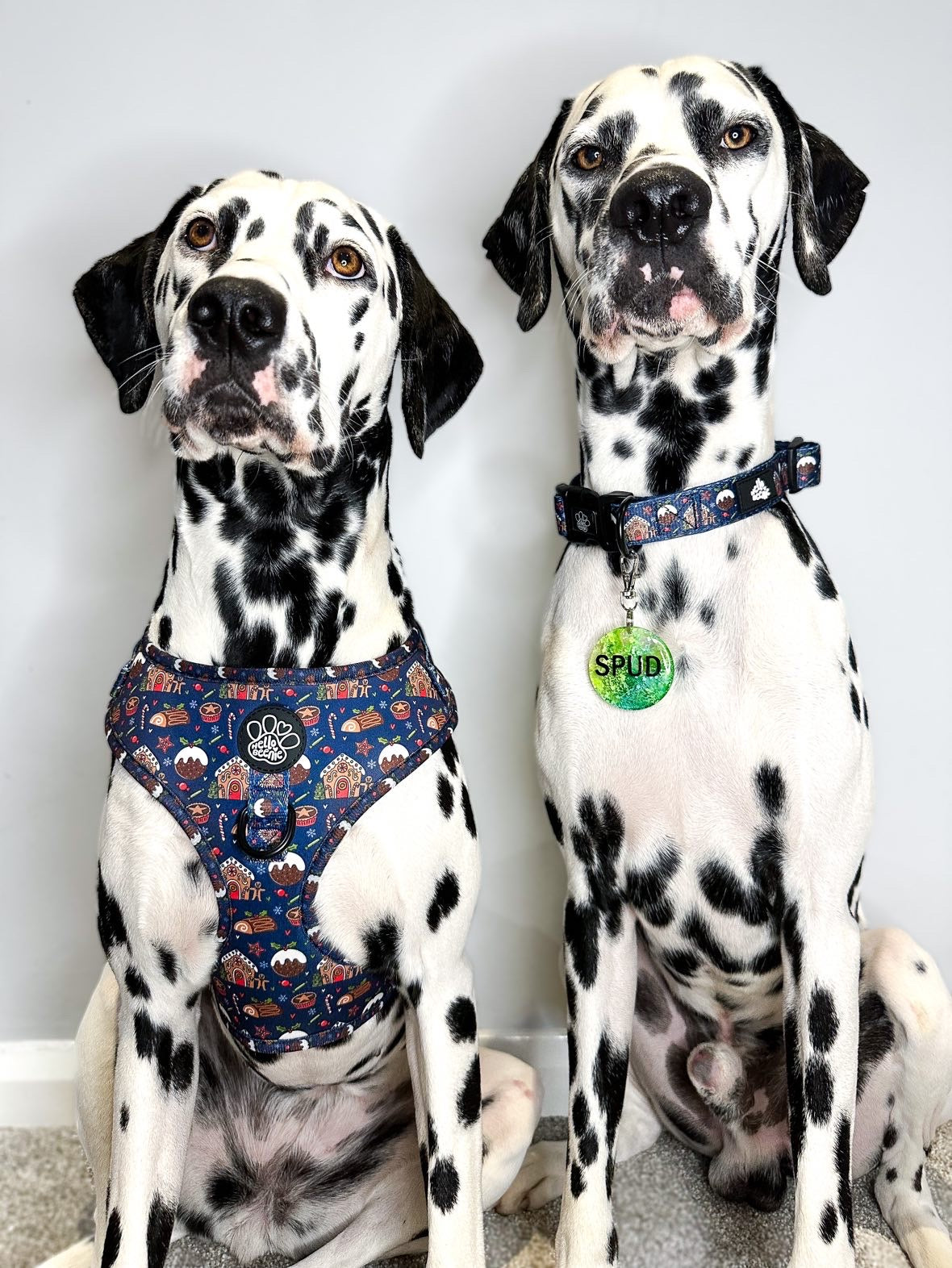 Collar - Just Too Pud To Be True