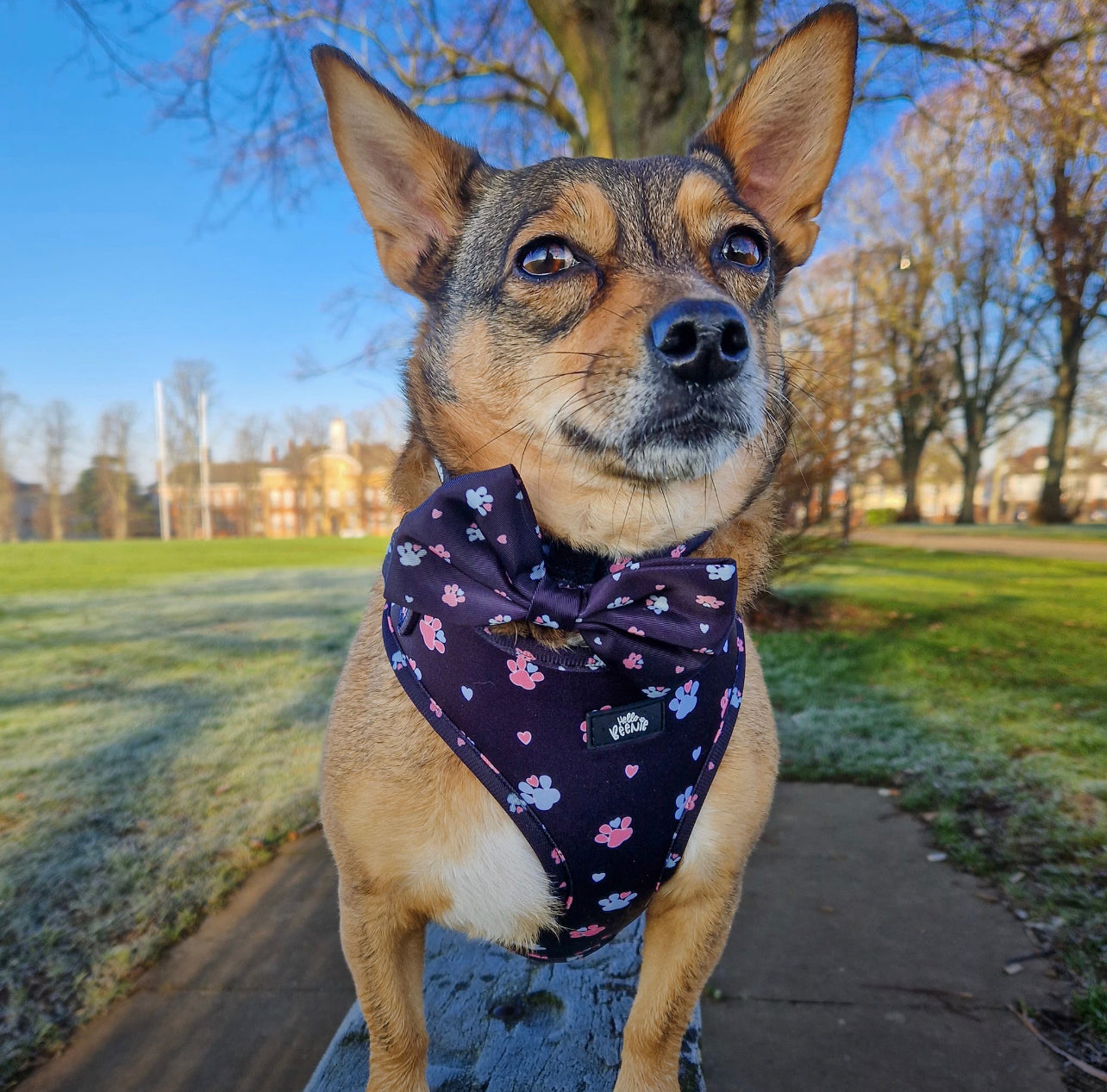 Adjustable Harness - Hello Beenie Paw