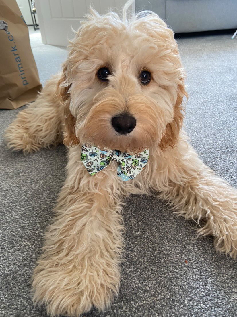 Bow - Pawsitivity