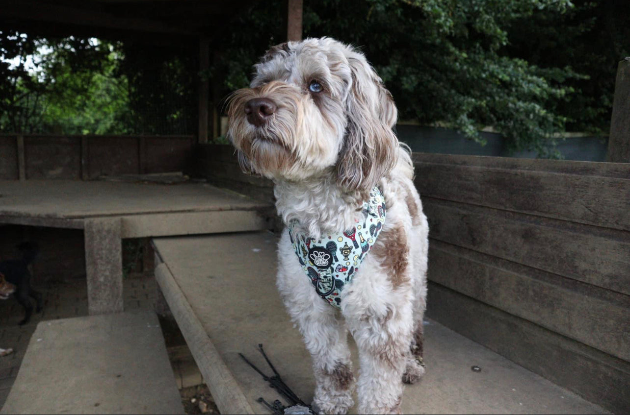 Adjustable Harness - Wimbledog
