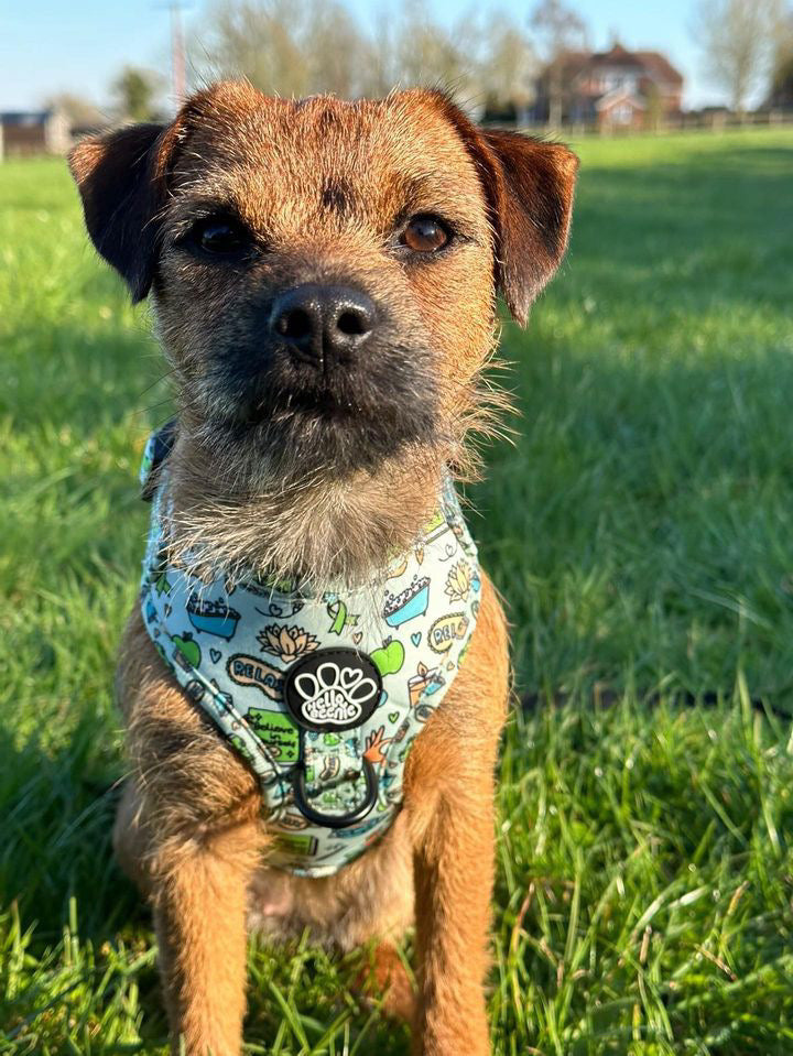 Adjustable Harness - Pawsitivity