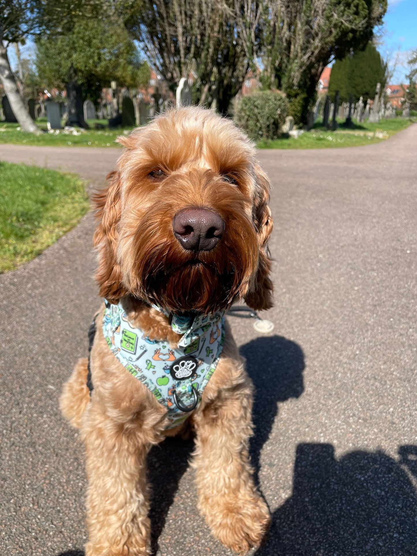 Adjustable Harness - Pawsitivity