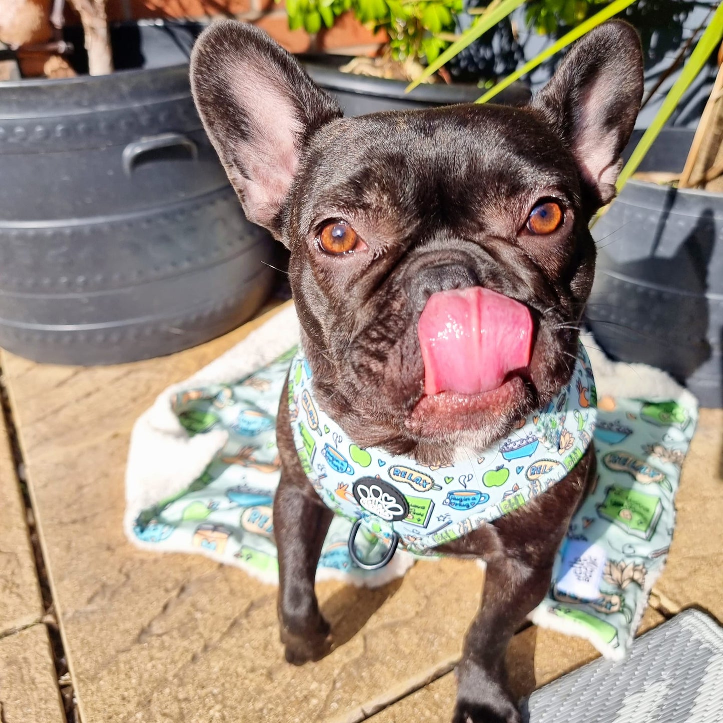 Adjustable Harness - Pawsitivity