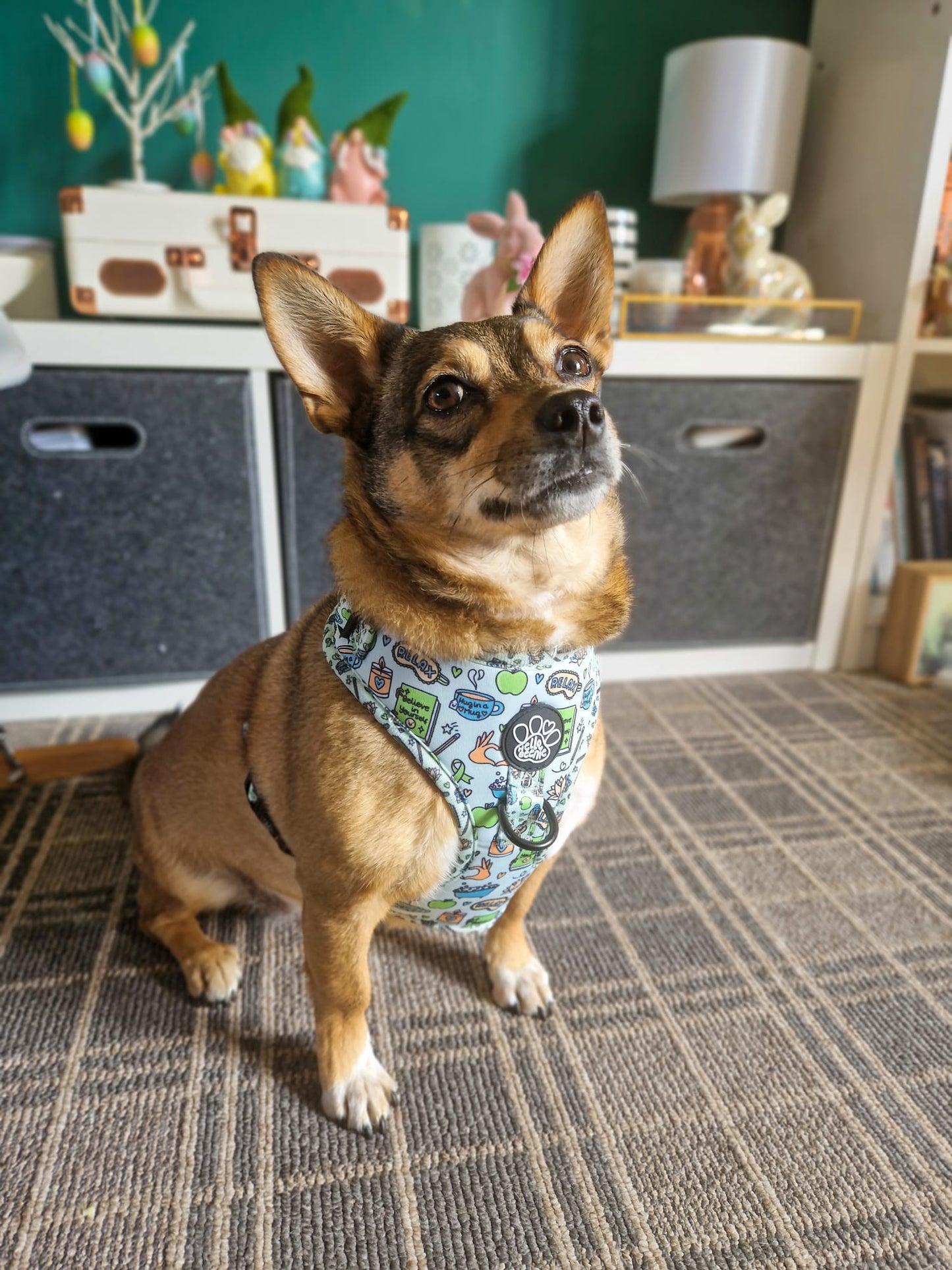Adjustable Harness - Pawsitivity