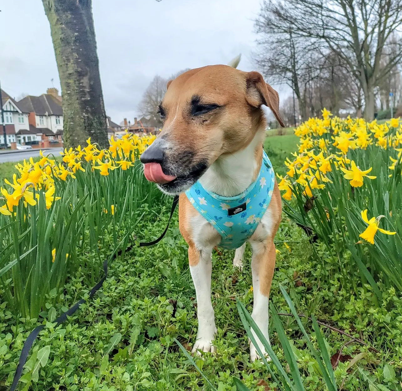 Adjustable Harness - Bloomin Beautiful