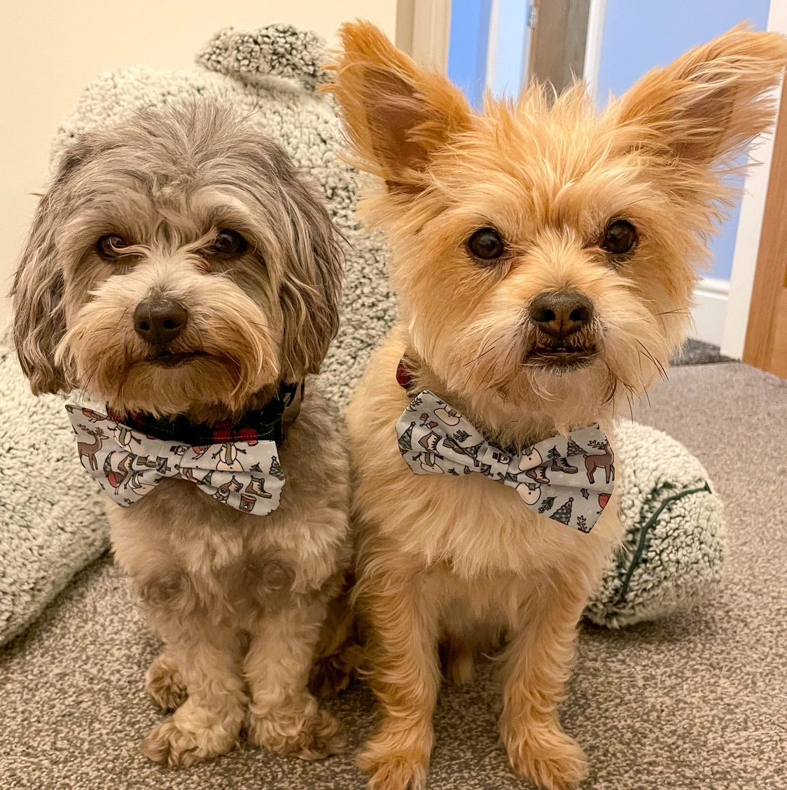 Bow - Walkies In A Winter Wonderland