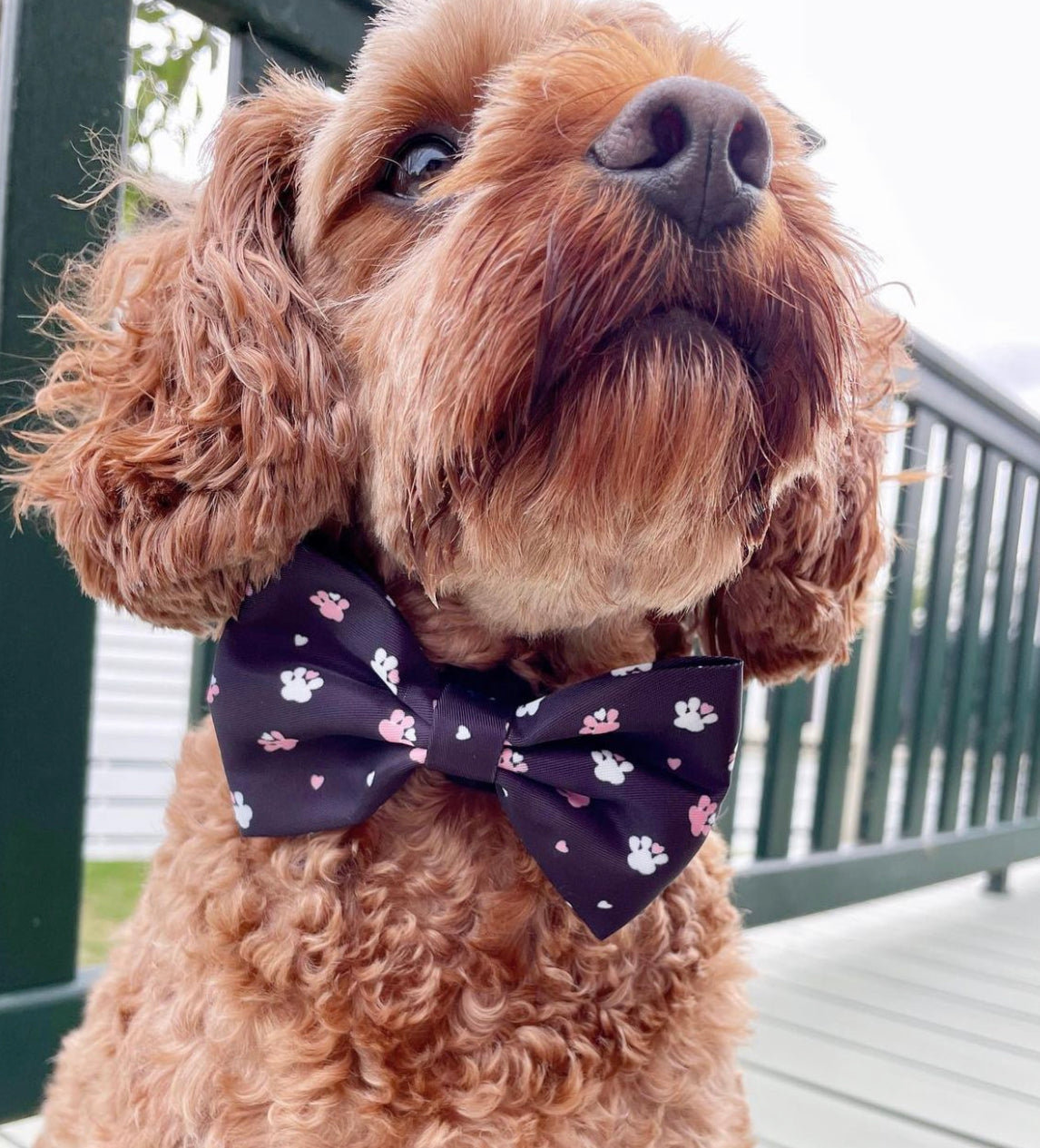 Bow - Hello Beenie Paw