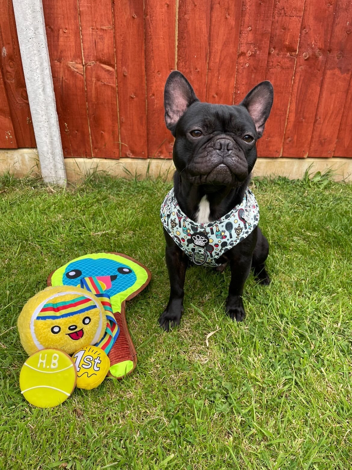 Adjustable Harness - Wimbledog