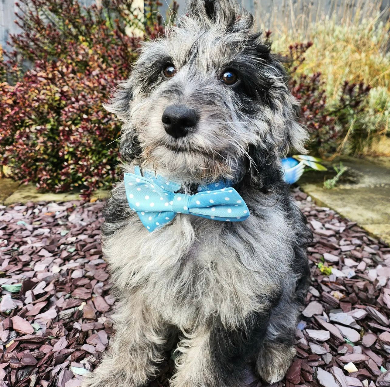 Bow - Oh My Polka Dots