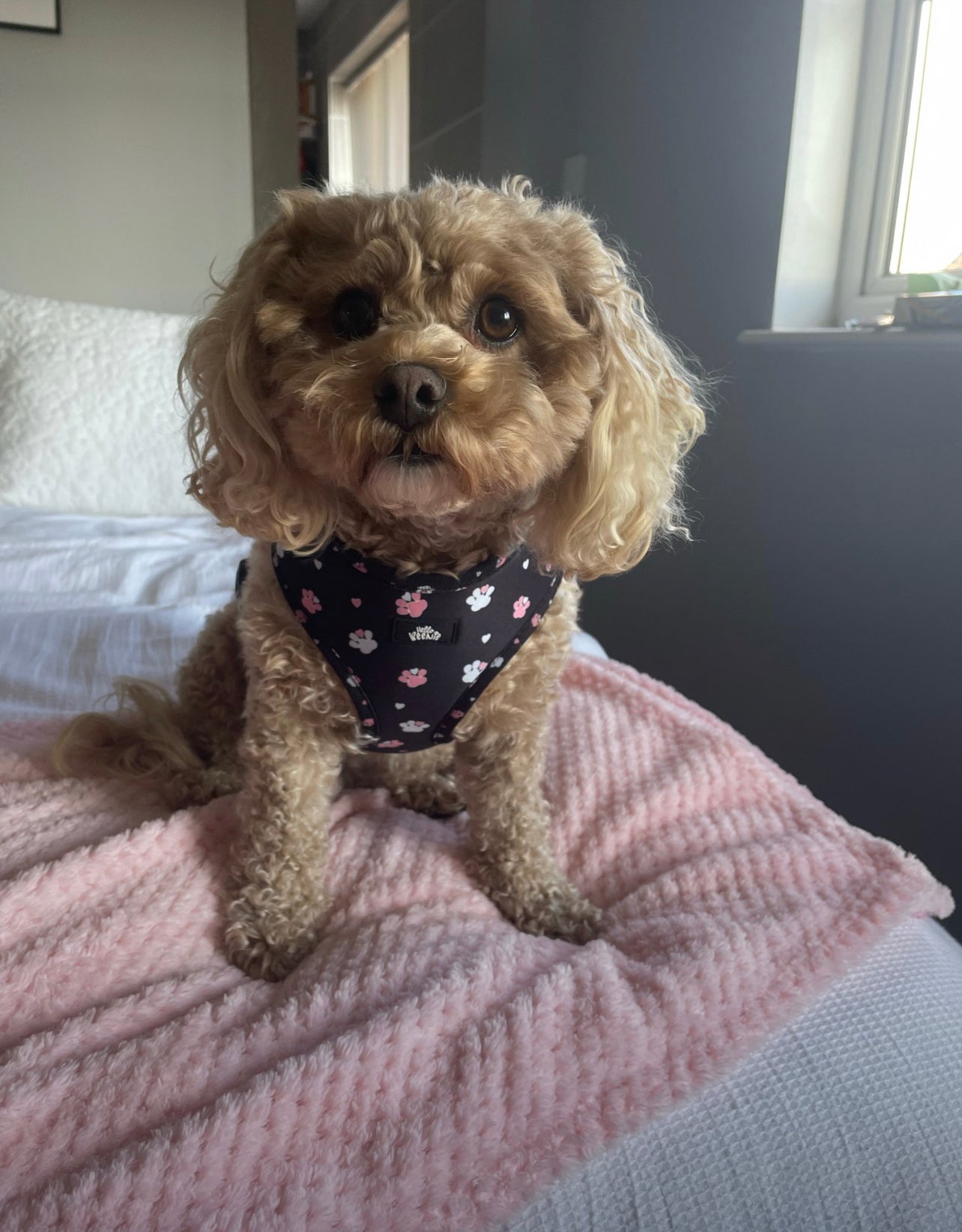 Adjustable Harness - Hello Beenie Paw