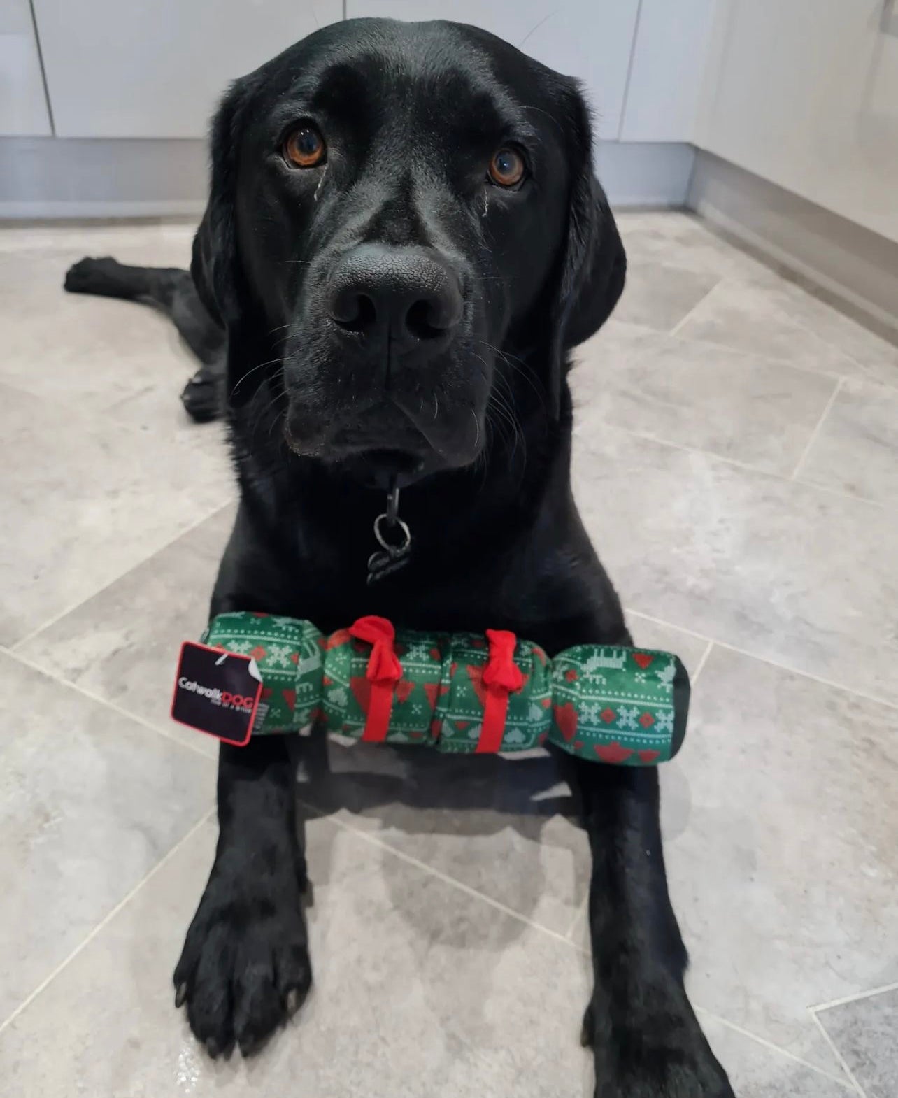 Catwalk Dog - Green Cracker