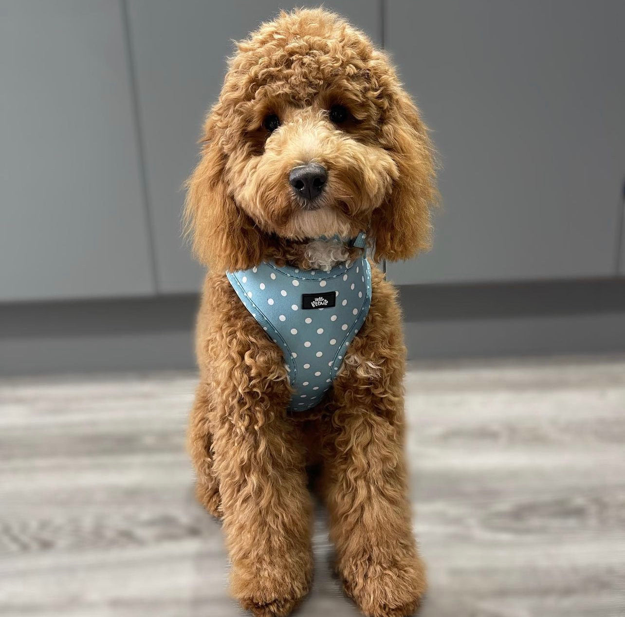 Adjustable Harness - Oh My Polka Dots