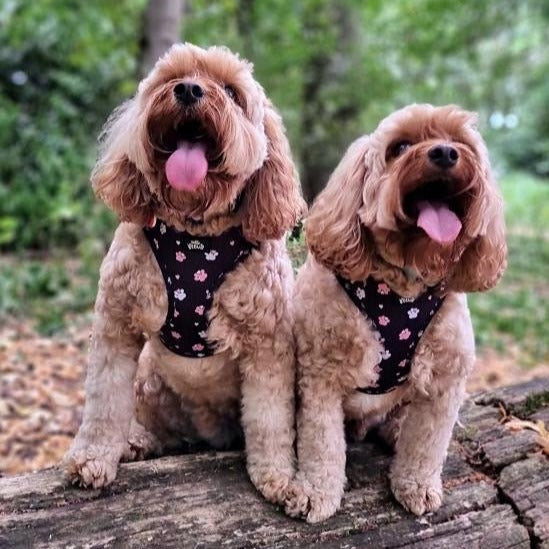 Adjustable Harness - Hello Beenie Paw