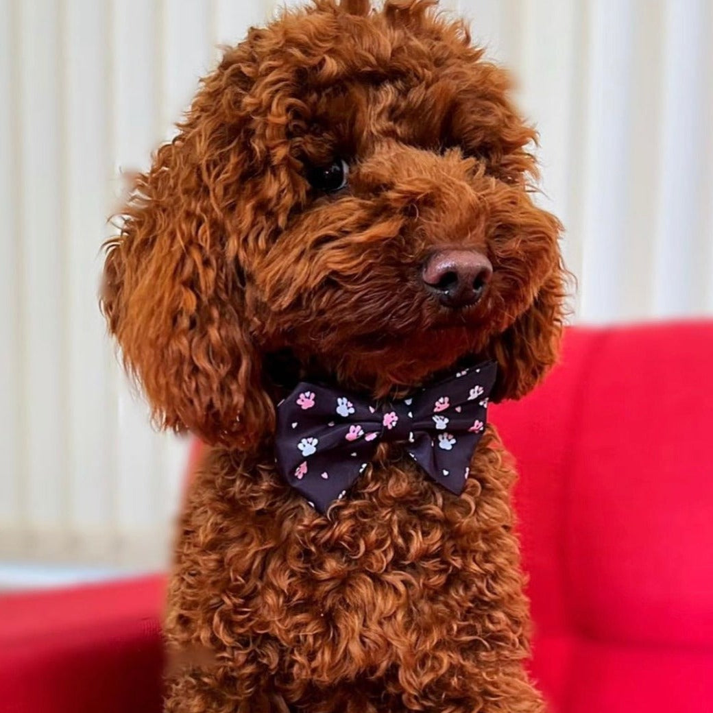 Bow - Hello Beenie Paw