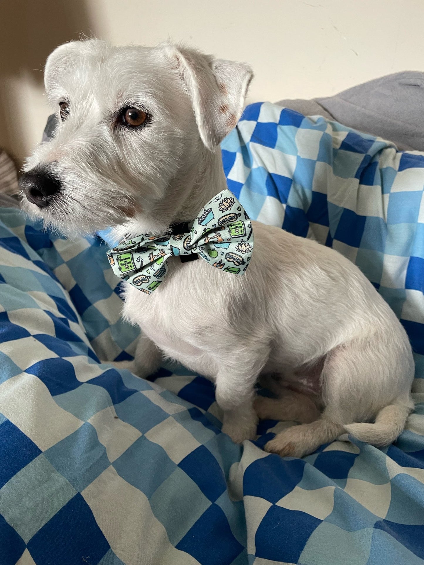 Bow - Pawsitivity