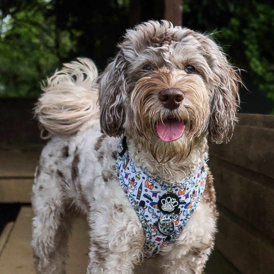 Adjustable Harness - Royal Paws Of London