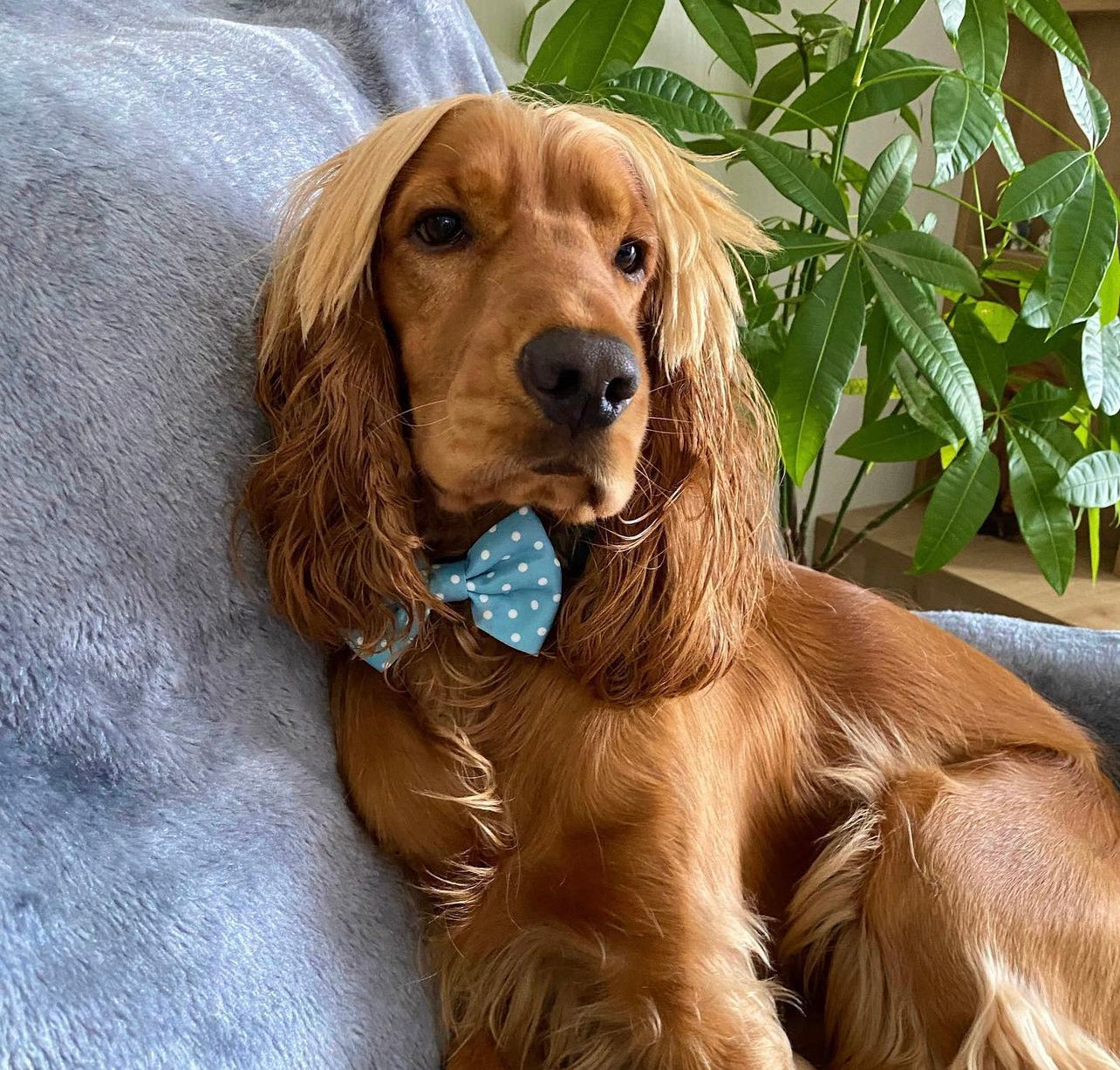 Bow - Oh My Polka Dots
