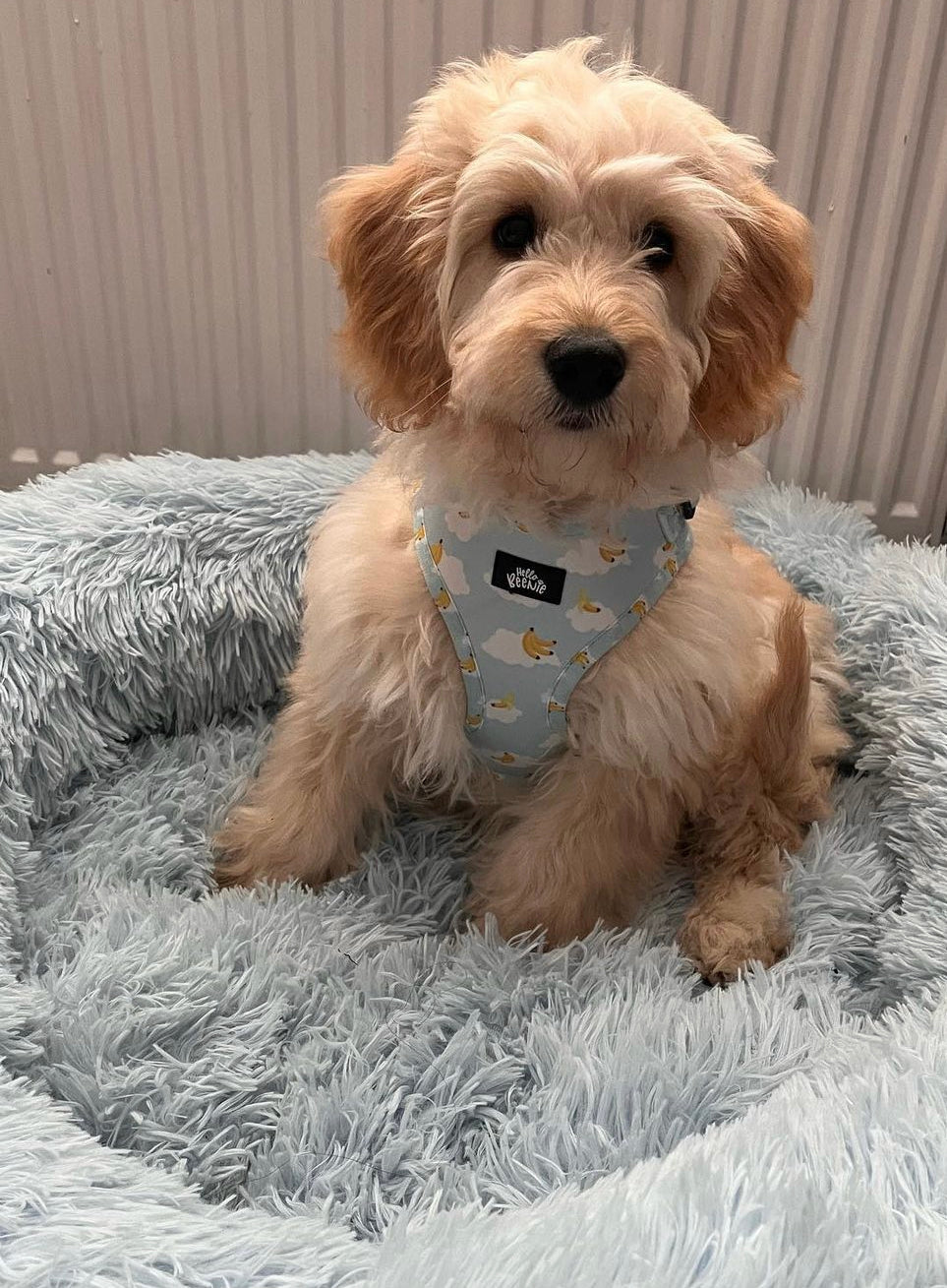 Adjustable Harness - Banana Dreams