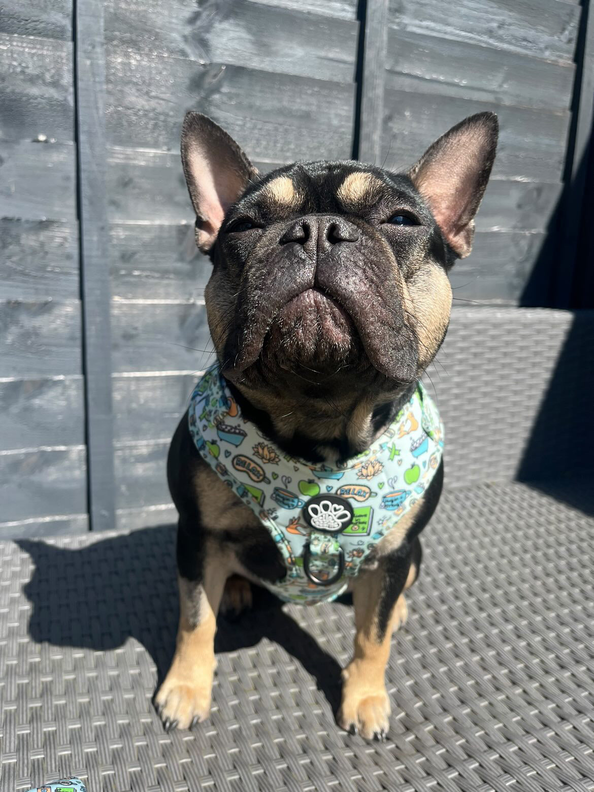 Adjustable Harness - Pawsitivity