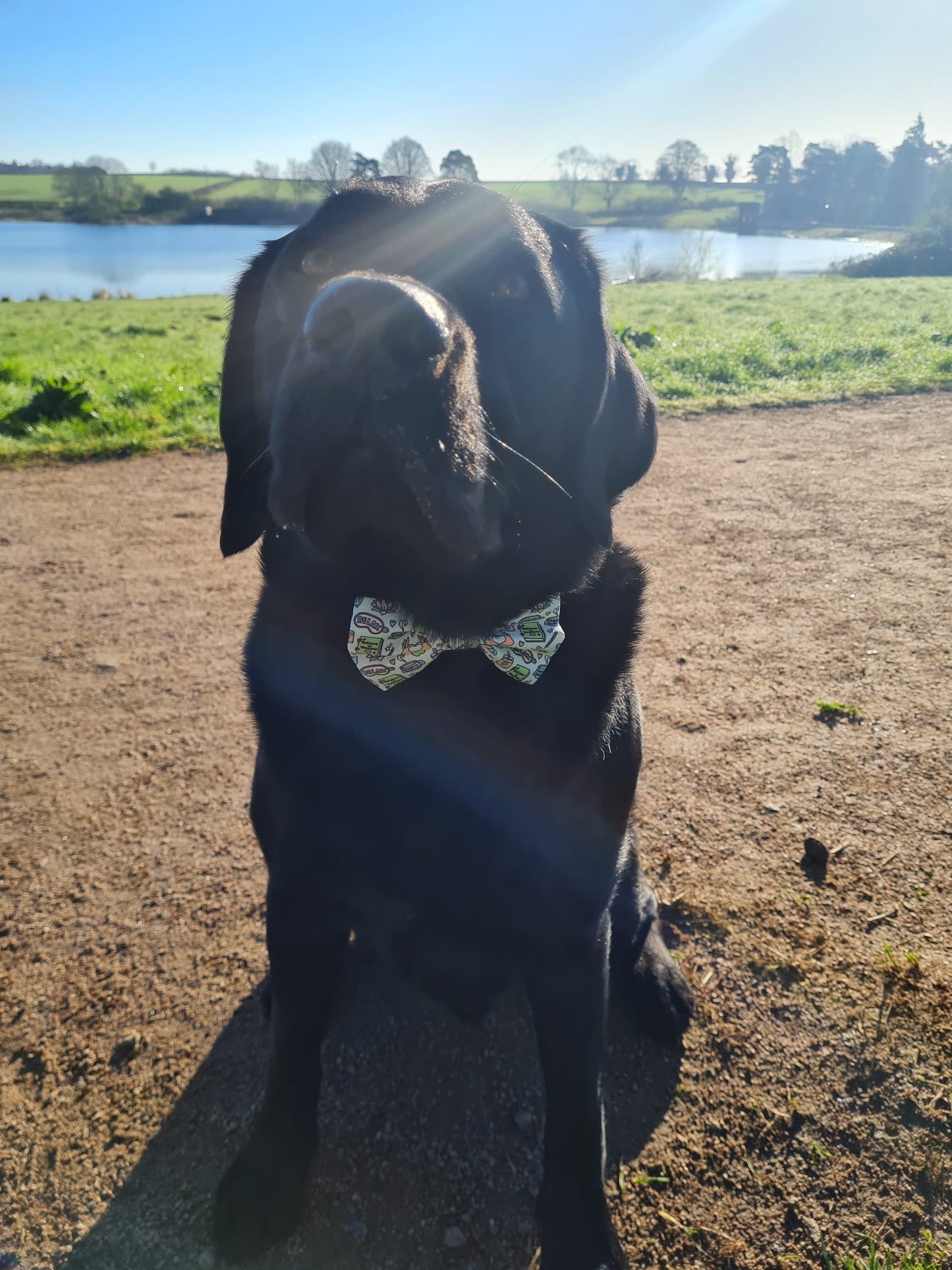Bow - Pawsitivity