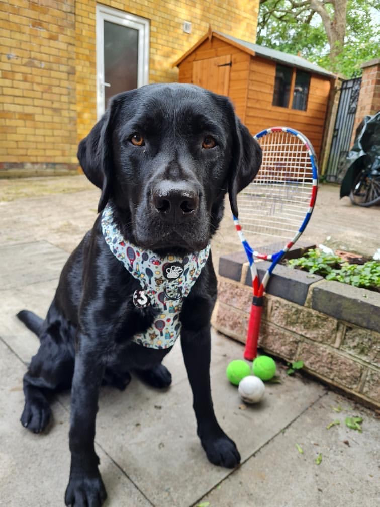 Adjustable Harness - Wimbledog