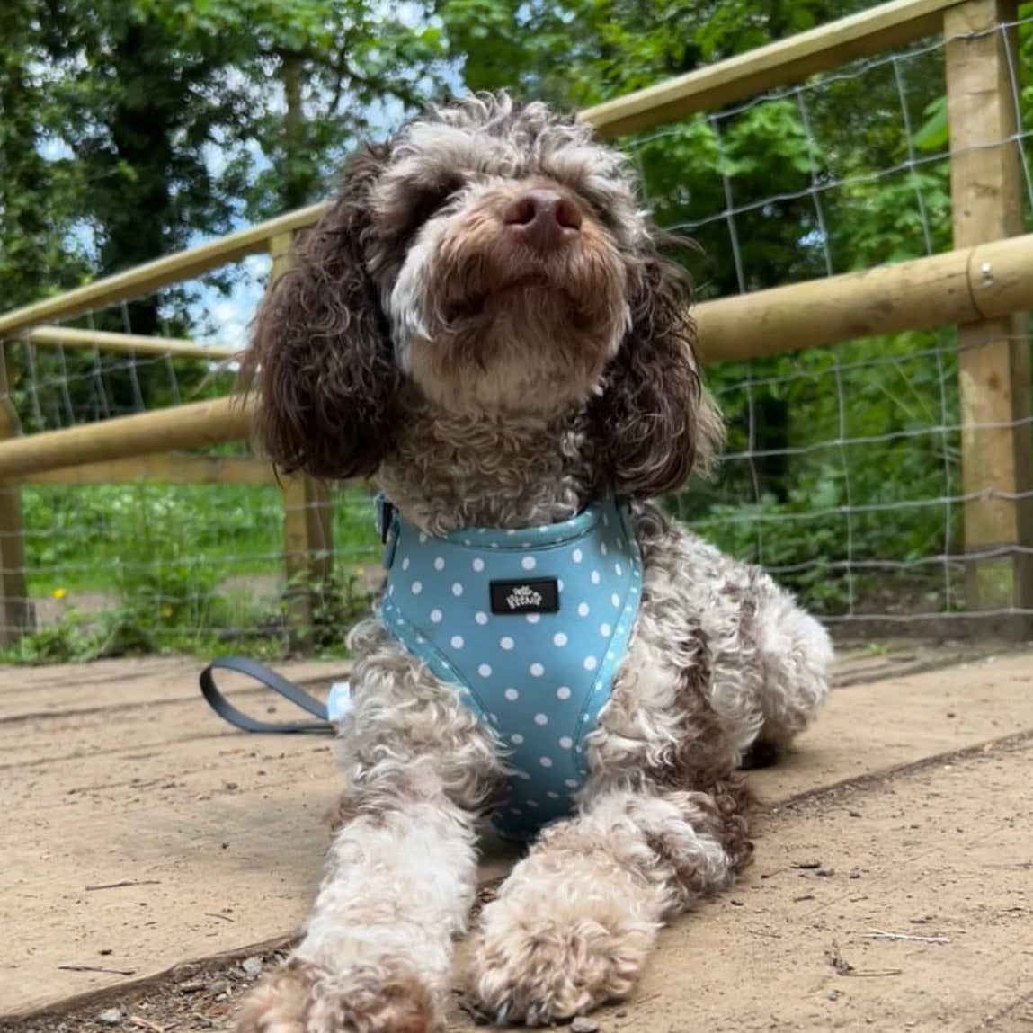 Adjustable Harness - Oh My Polka Dots