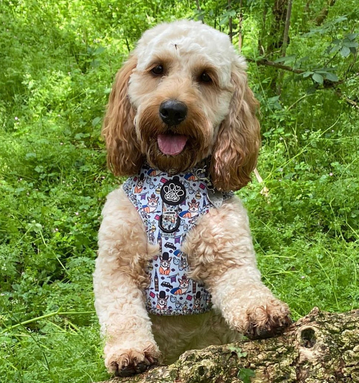 Adjustable Harness - Royal Paws Of London