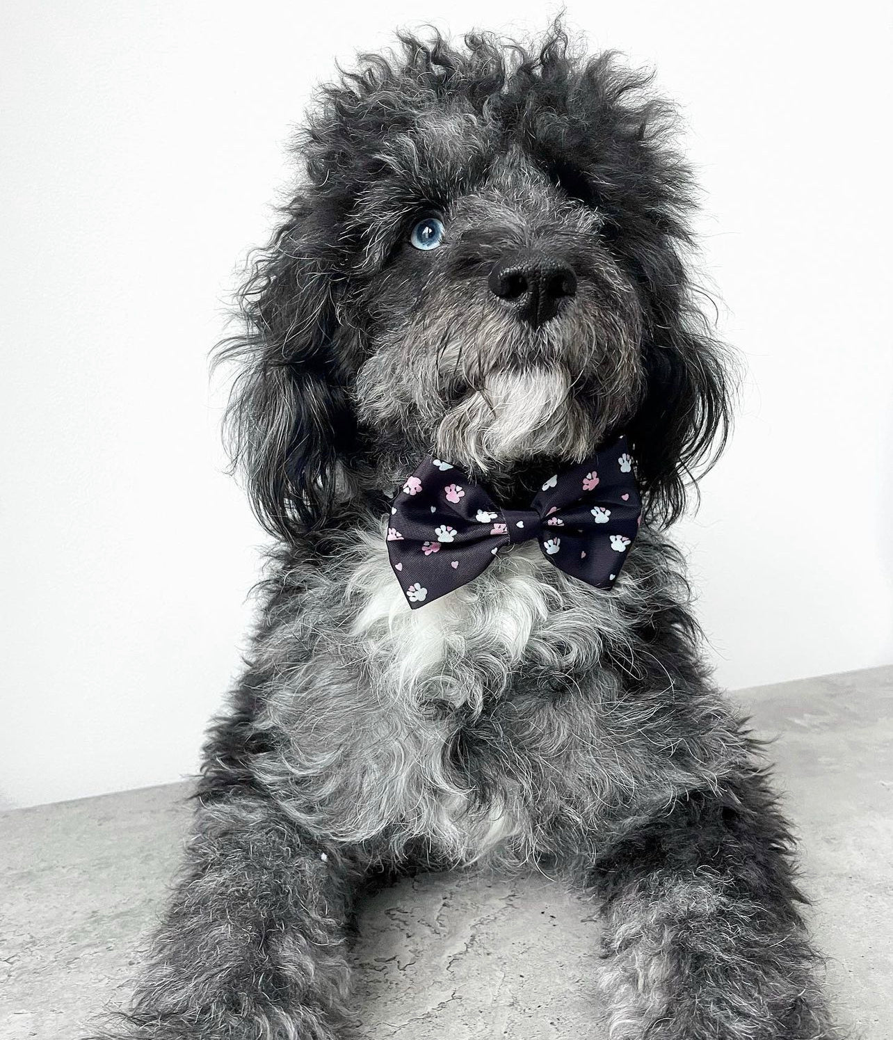Bow - Hello Beenie Paw