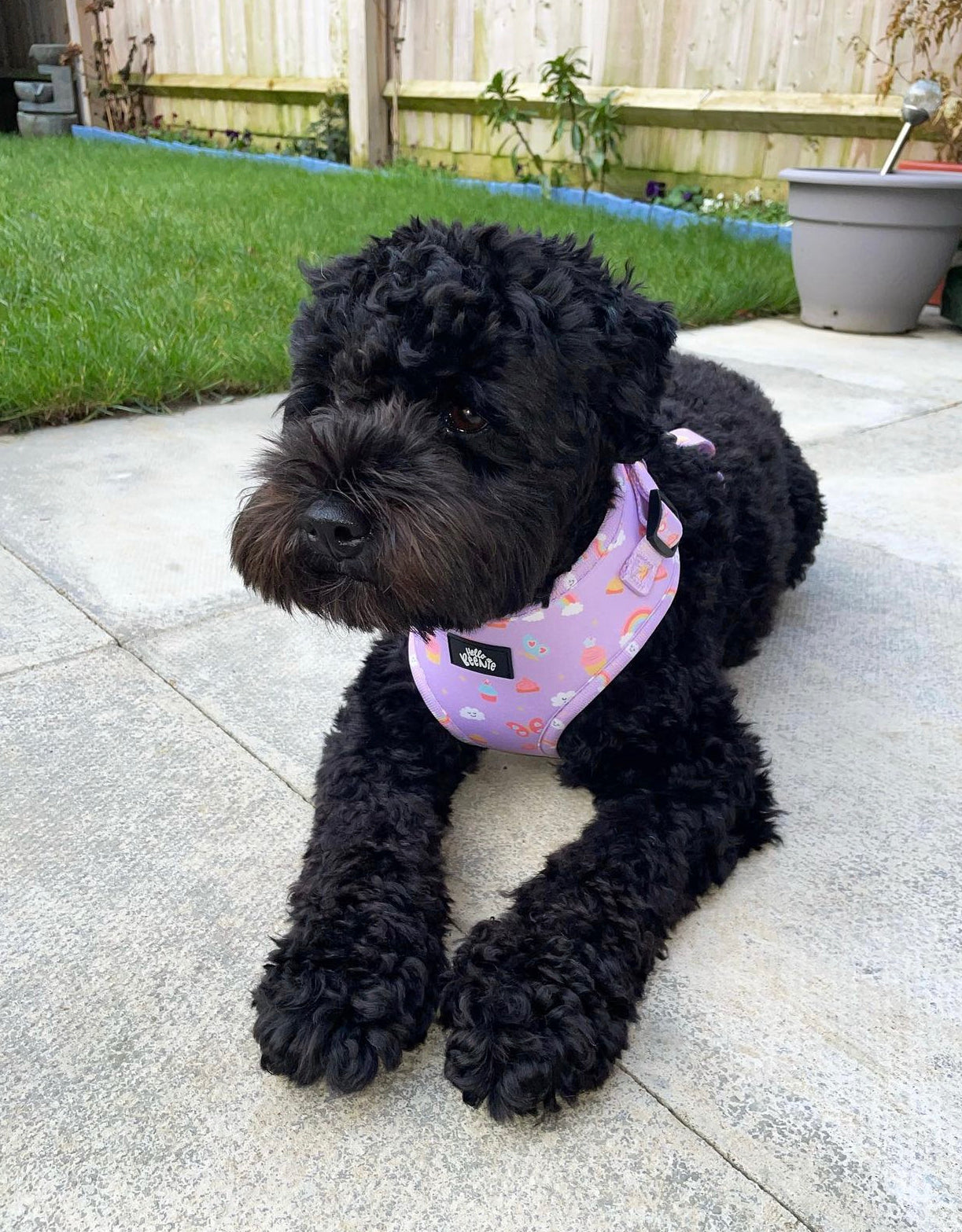 Adjustable Harness - Happiness